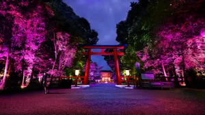 展示画像