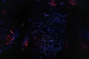 展示テーマ画像