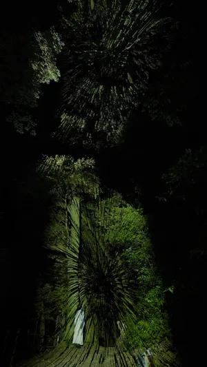 関連画像