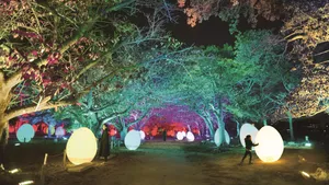 展示画像