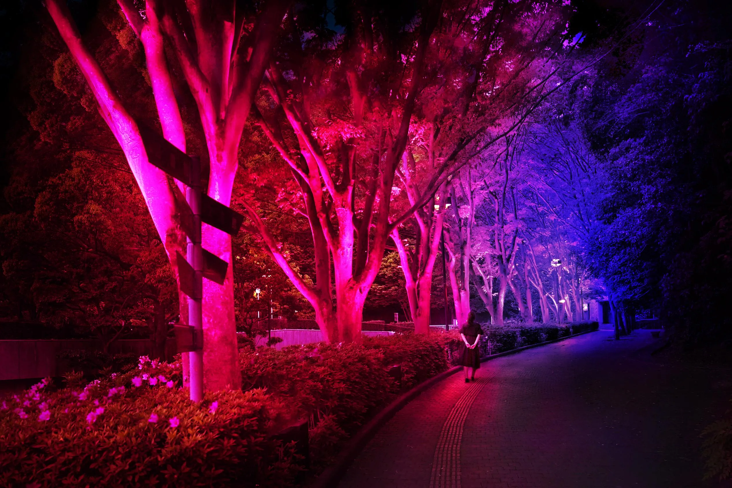 展示画像